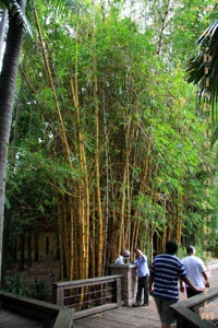 Brisbane Restaurant, bamboo grove at South Bank