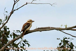 Kookaburra Bird, blue-winged kookaburra