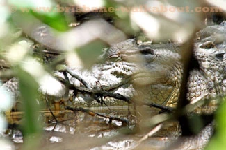 Qld Weather, tropical crocodile