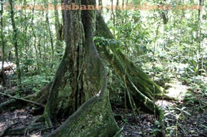 Qld Weather, Lamington NP area