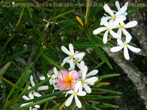 Brisbane Restaurants, flowers