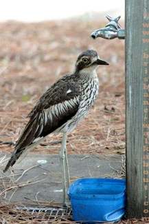Birds Australia, bush stone curlew Birds Australia, bush stone curlew