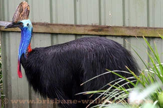 Birds Australia, cassowary Birds Australia, cassowary