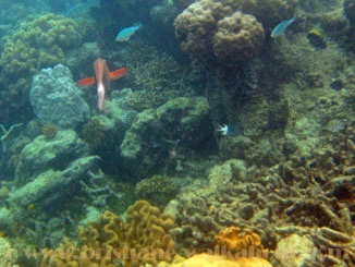 Diving Brisbane, underwater pictures