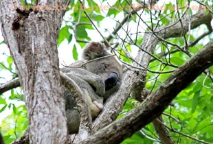 Southern Moreton Bay, Redlands Indigiscape Centre's koalas