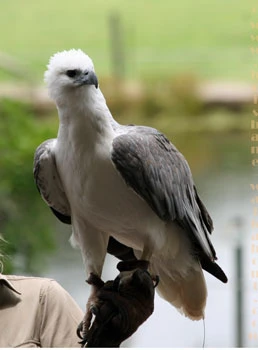 lone Pine Koala Sanctuary, sea eagle lone Pine Koala Sanctuary, sea eagle