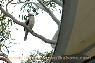 Kookaburra Bird, waiting to pounce
