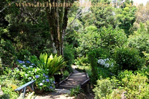 Lamington National Park gardens