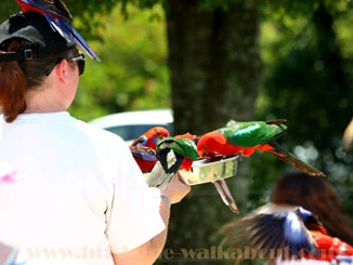 Lamington National Park parrot feeding time