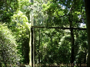 Lamington National Park tree-top walkway