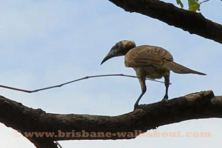 Birds Australia, noisy friarbird Birds Australia, noisy friarbird