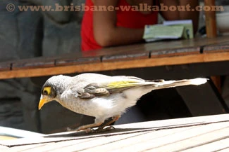Birds Australia, noisy miner bird Birds Australia, noisy miner bird