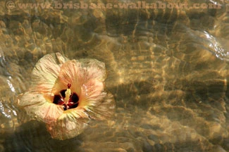 Noosa, floating blossom