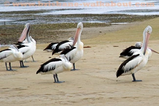 Pelican Pictures, pelicans in New South Wales