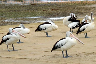 Pelican Pictures, waiting to be fed at The Entrance, NSW