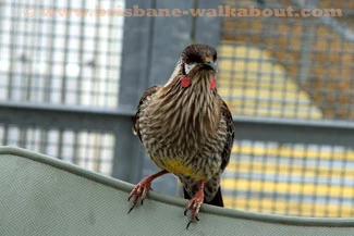 Birds Australia, red wattle-bird Birds Australia, red wattle-bird