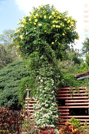 Restaurant Brisbane, flowering wilderness