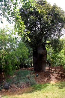 Roma Street, park bottle tree