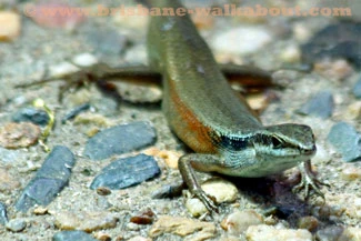 Australian Lizards, greeny-blue skink Australian Lizards, greeny-blue skink