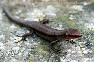 Australian Lizards, brown skink Australian Lizards, brown skink