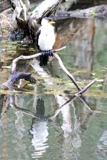 Southern Moreton Bay, cormorant Southern Moreton Bay, cormorant