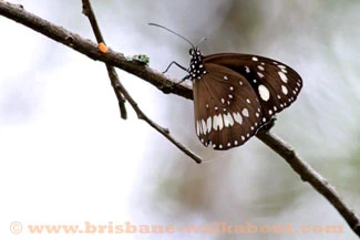 Southern Moreton Bay, butterfly Southern Moreton Bay, butterfly