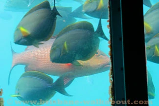 Colourful fish at Australia's Great Barrier Reef