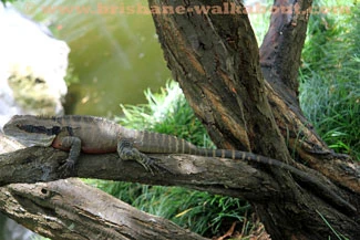 Australian Lizards, water dragon Australian Lizards, water dragon
