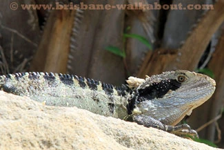 Australian Lizards, eastern water dragon