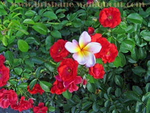 Brisbane Restaurants, west end flowers