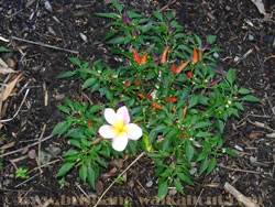 Brisbane Restaurants, west end flowers