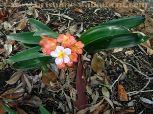 Brisbane Restaurants, frangipani