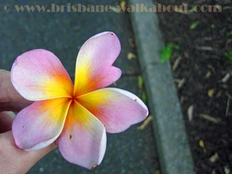 Brisbane Restaurants, frangipani flower
