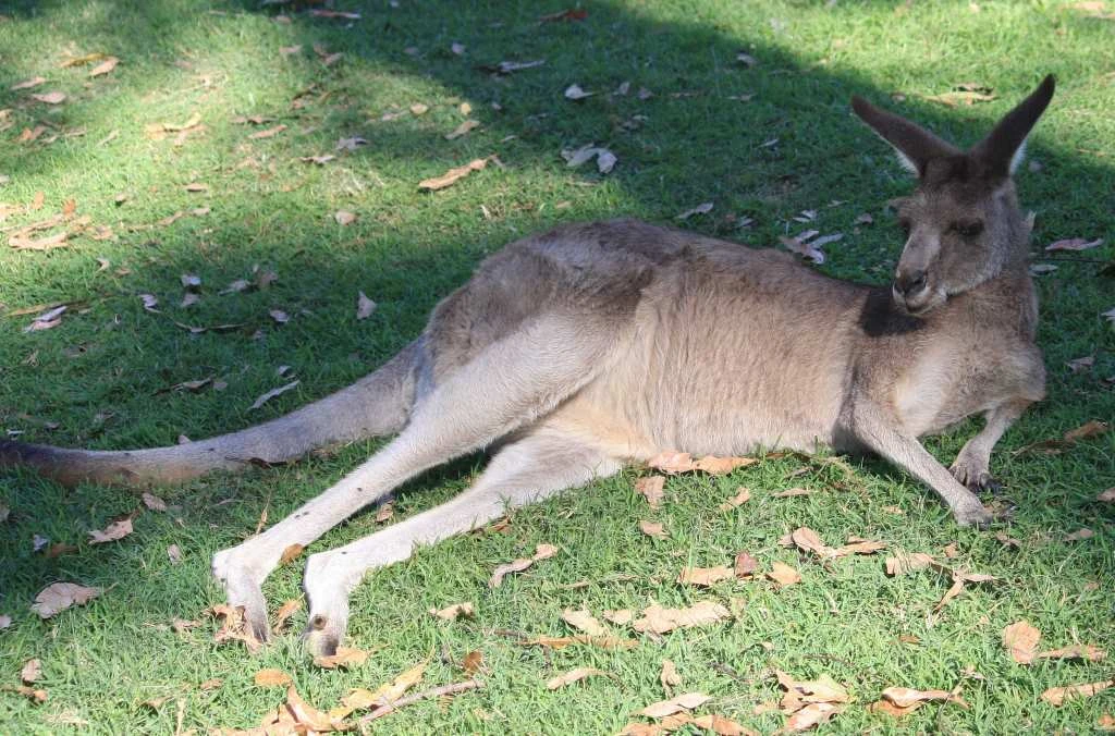 Kangaroo Pictures, bounding away