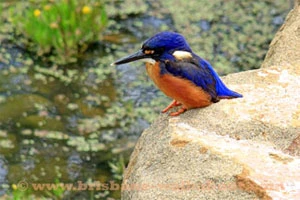 Birds Australia, azure kingfisher