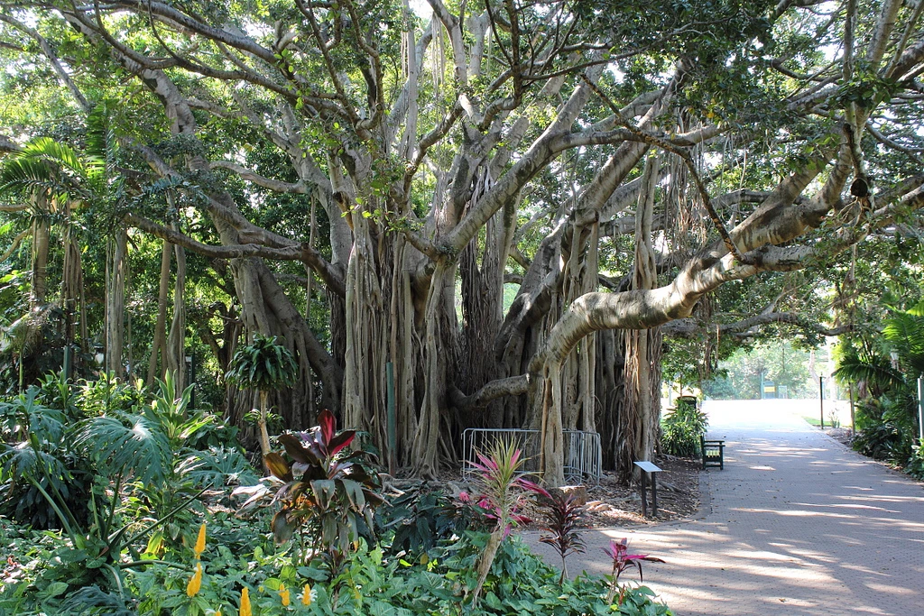 City Botanic Gardens, banyan tree