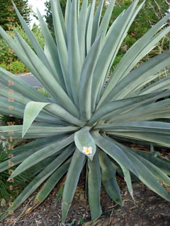 Brisbane Restaurants, succulent