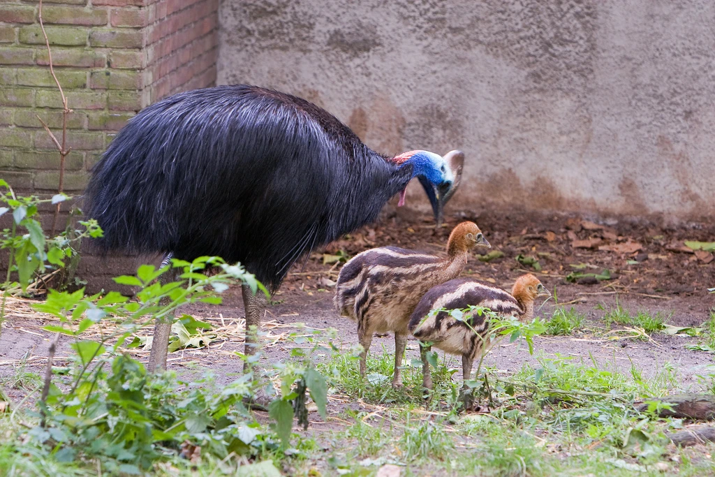 Lone Pine Koala Sanctuary, cassowary