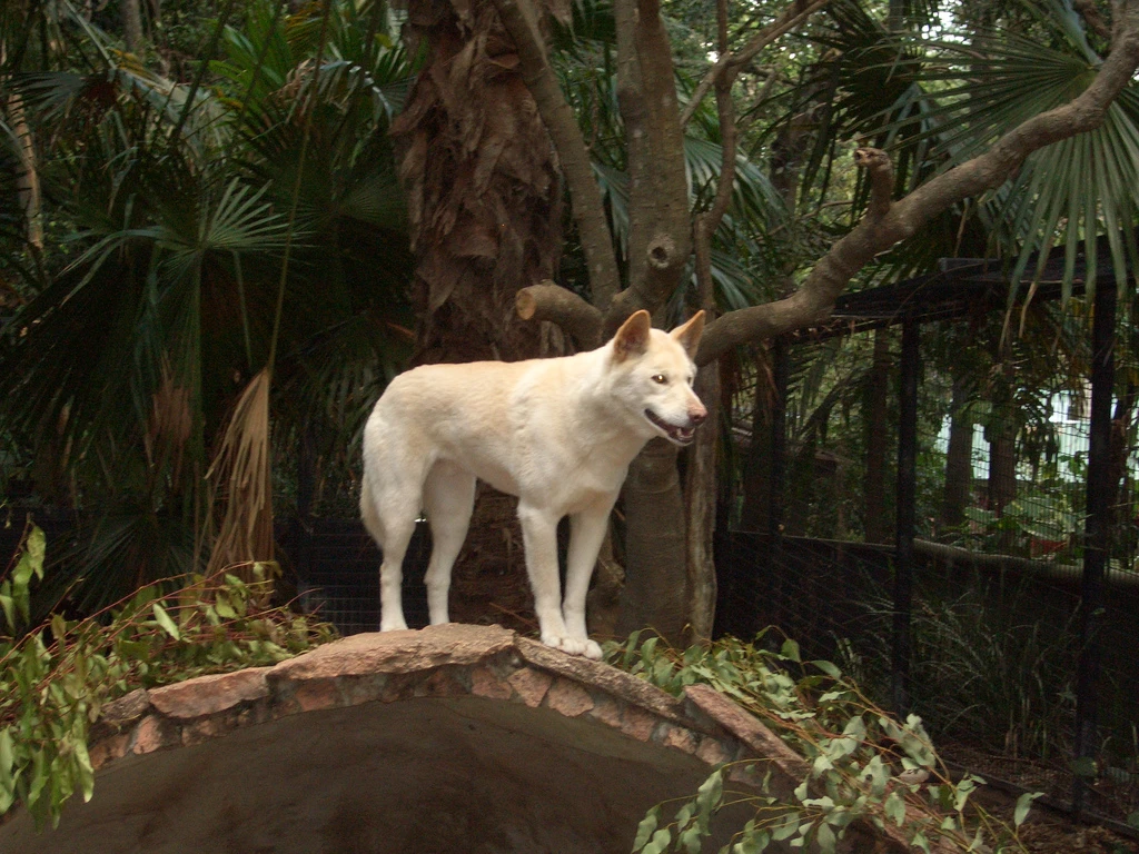 Brisbane Wildlife, dingo Brisbane Wildlife, dingo