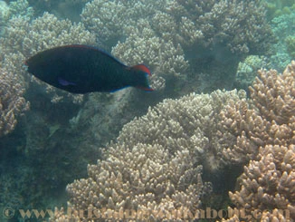 Diving Brisbane, corals and fish