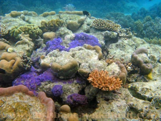 Diving Brisbane, colourful coral