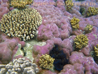 Diving Brisbane, more colorful coral