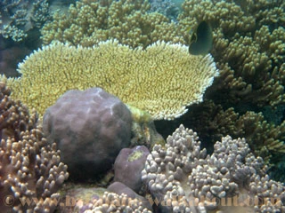 Diving Brisbane, underwater images