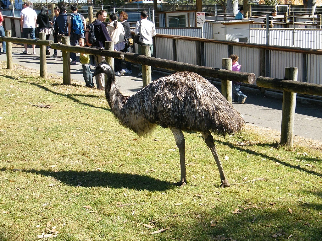 Lone Pine Koala Sancuary, emu Lone Pine Koala Sancuary, emu
