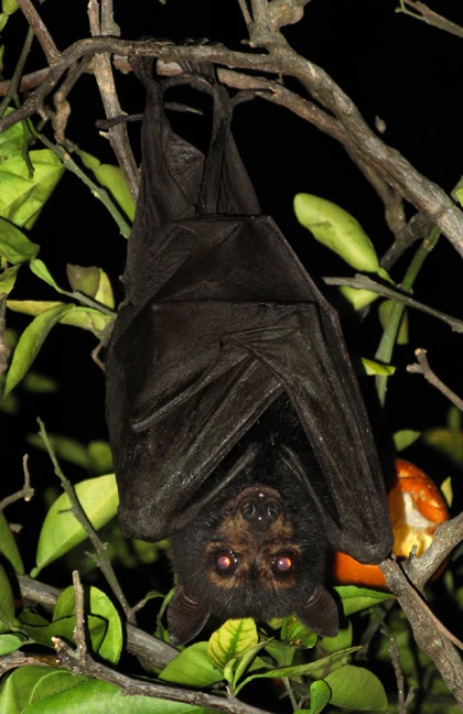 Fruit Bat Photos, roosting bats