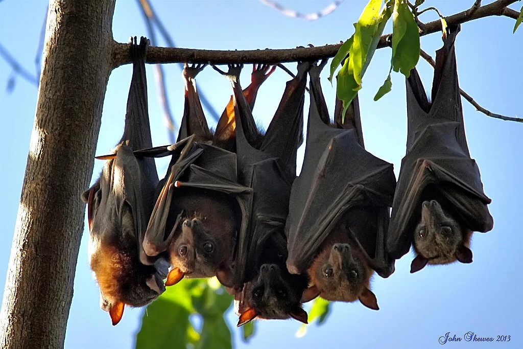 Fruit Bat Photos, bat landing in the trees