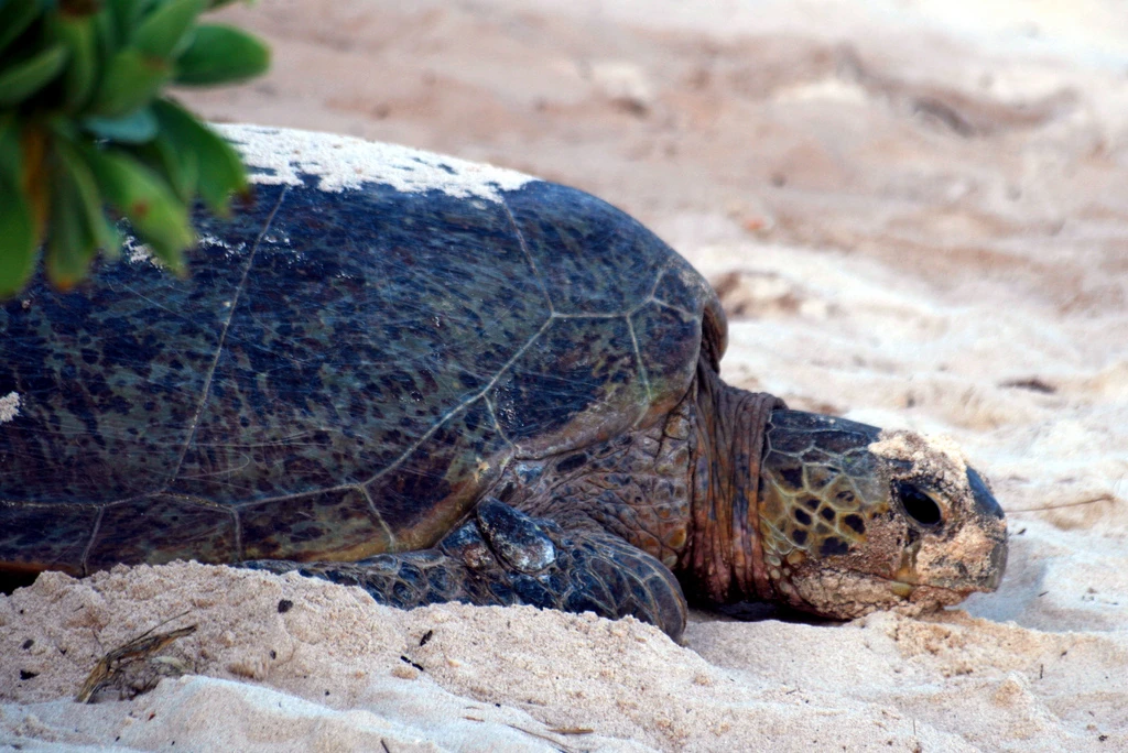 Queensland Wildlife, turtle offshore