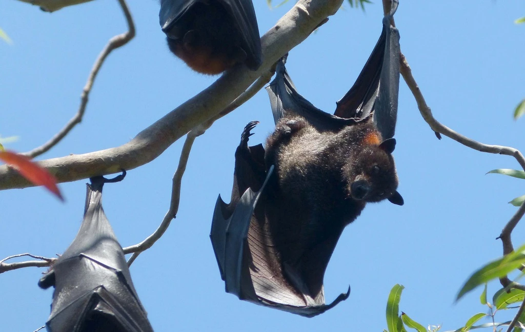 Fruit Bat Photos, bats roosting