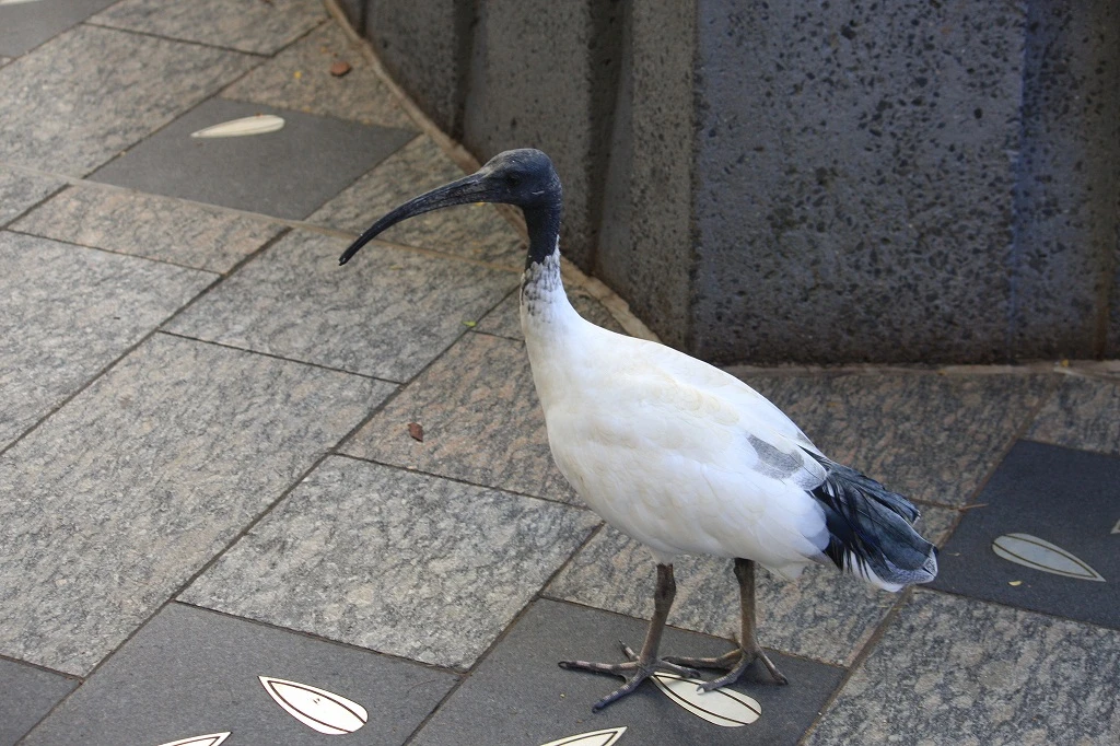 Brisbane Birds, white ibis