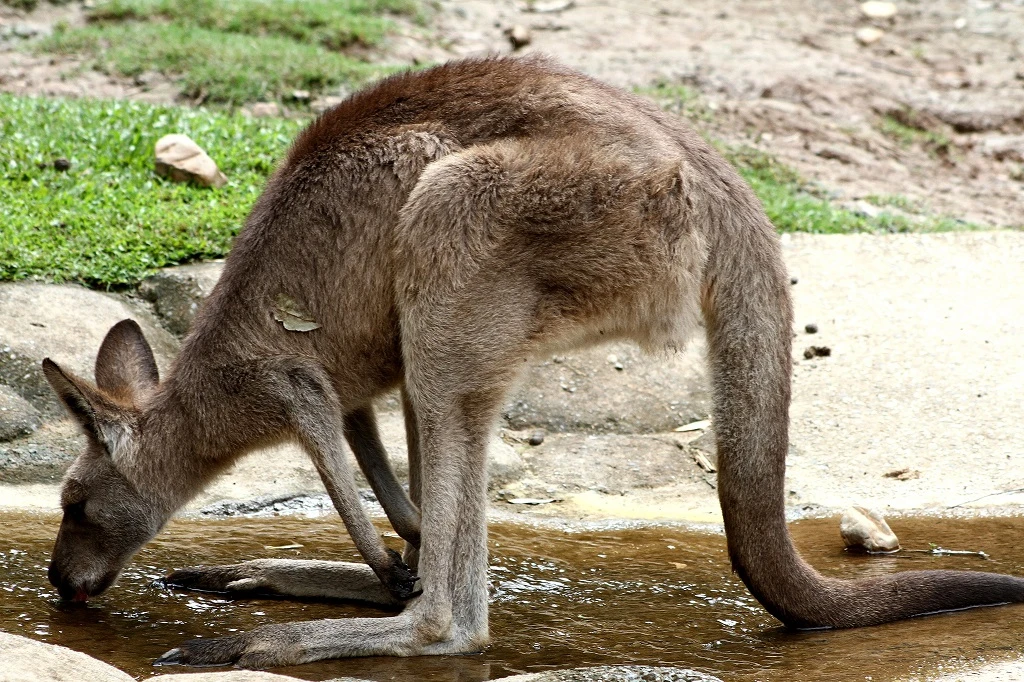Brisbane Wildlife, kangaroo resting Brisbane Wildlife, kangaroo resting